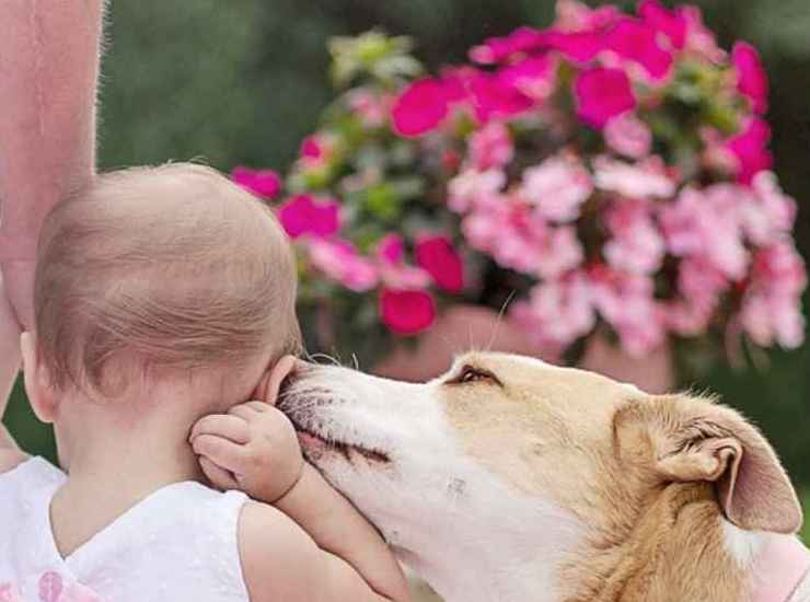 Baciare cani e gatti è pericoloso per la salute